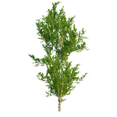 Obraz premium Eurya emarginata tree, front view, elevation, cutout, isolate, Vibrant green tree with lush foliage isolated on transparent background