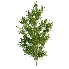 Obraz premium Eurya emarginata tree, front view, elevation, cutout, isolate, Vibrant green tree branch with lush foliage for nature-inspired designs