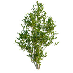 Obraz premium Eurya emarginata tree, front view, elevation, cutout, isolate, Vibrant green plant with lush foliage on transparent background