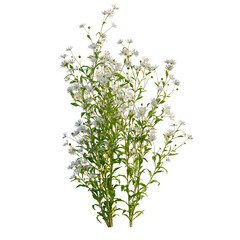 Kalimeris indica tree, front view, elevation, cutout, isolate, Elegant green plants with white flowers on transparent background