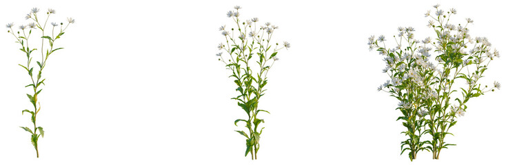 Kalimeris indica tree, front view, elevation, cutout, isolate, Isolated green plants with white flowers on transparent background