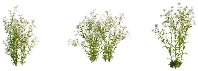 Kalimeris indica tree, front view, elevation, cutout, isolate, Elegant set of white wildflowers on transparent background for design