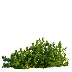 Fototapeta premium Phedimus aizoon tree, front view, elevation, cutout, isolate, Vibrant green bush with small yellow flowers on a transparent background, ideal for design and decoration projects