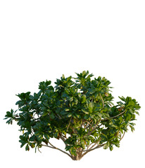 Obraz premium Scaevola sericea tree, front view, elevation, cutout, isolate, Serene tree with lush green foliage on transparent background