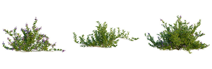 Vitex trifolia tree, front view, elevation, cutout, isolate, Vibrant green bushes with purple flowers isolated on transparent background