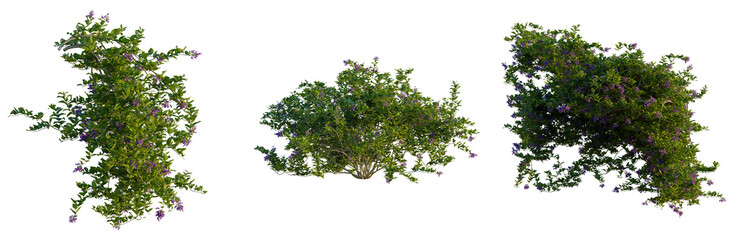 Vitex trifolia tree, front view, elevation, cutout, isolate, Vibrant green plants with purple flowers on transparent background