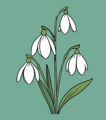 snowdrops simple sketch cartoon vector illustration