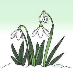 snowdrop flowers in the snow cartoon vector illustration