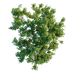 Obraz premium Cephalanthus occidentalis tree plan, top view, cutout, transparent background, isolate, Lush Green Tree Canopy, Natural Foliage, Vibrant Plant Life, Botanical Elements, Forest Texture, Outdoor Scene
