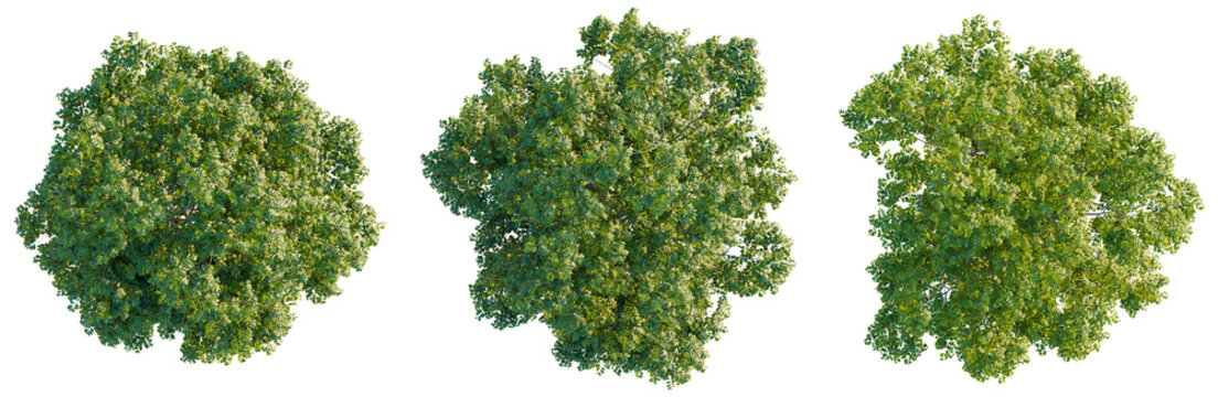 Fraxinus velutina tree plan, top view, cutout, transparent background, isolate, Lush Green Tree Canopy, Botanical Illustration, Natural Forest Elements, Vibrant Plant Life, Outdoor Scenery