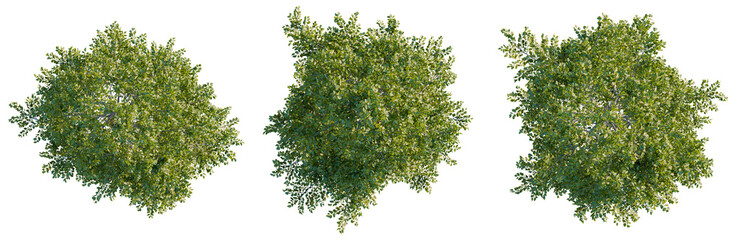 Obraz premium Swida walteri tree plan, top view, cutout, transparent background, isolate, Lush Green Trees, Top View, Botanical Elements, Natural Foliage, Perfect for Landscape Design and Digital Art