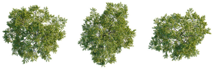 Obraz premium Swida walteri tree plan, top view, cutout, transparent background, isolate, Lush Green Tree Canopy, Natural Foliage, Botanical Elements, Tree Top View, Realistic Plant Life