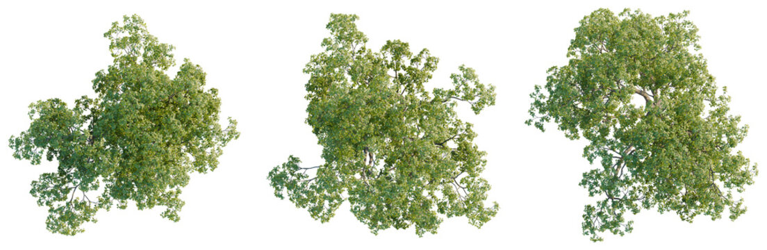 Quercus macrocarpa tree plan, top view, cutout, transparent background, isolate, Lush Green Trees, Botanical Elements, Vibrant Foliage, Natural Beauty, Tree Collection for Designers