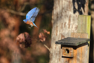 Eastern bluebird inflight around wooden birdbox, against blurry woody background. 