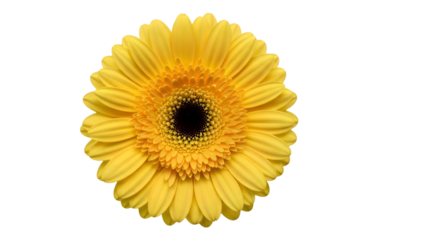 A bright yellow flower with a dark center on transparent background