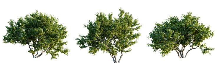 Cephalanthus occidentalis tree plan, top view, cutout, transparent background, isolate, good for architecture visualization, Lush Green Trees, Botanical Elements, Nature's Beauty, Vibrant Foliage