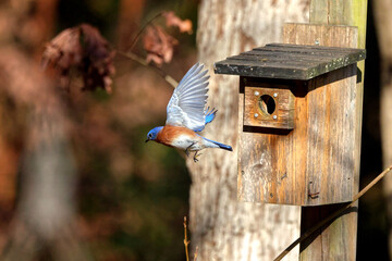 Eastern bluebird inflight around wooden birdbox, against blurry woody background. 