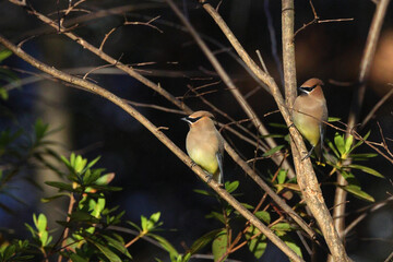 Cedar waxwing yellow and white bandit looking bird perched on limb. 