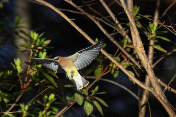Cedar waxwing yellow and white bandit-looking bird inflight. 
