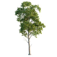 Melicoccus bijugatus tree plan, top view, cutout, transparent background, isolate, good for architecture visualization, Lush Green Tree, Nature's Beauty, Forest Element, Botanical Illustration