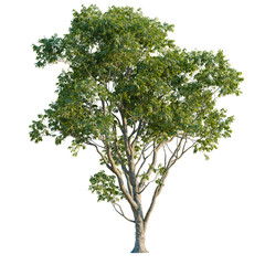 Obraz premium Melicoccus bijugatus tree plan, top view, cutout, transparent background, isolate, good for architecture visualization, Lush Green Tree, Botanical Illustration, Nature's Beauty, Plant Life