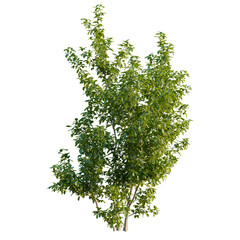 Obraz premium Melicoccus bijugatus tree plan, top view, cutout, transparent background, isolate, good for architecture visualization, Lush Green Tree, Vibrant Foliage, Natural Beauty, Plant Life