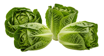 A vibrant display of fresh lettuce on transparent background