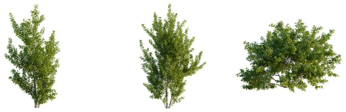 Pithecellobium dulce tree plan, top view, cutout, transparent background, isolate, good for architecture visualization, Green trees collection, realistic leaf plants, natural foliage