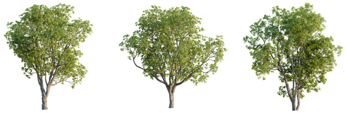 Quercus macrocarpa tree plan, top view, cutout, transparent background, isolate, good for architecture visualization, Three lush green trees, botanical illustration, nature's beauty, vibrant foliage