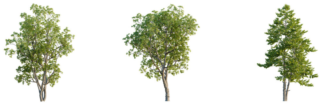 Quercus macrocarpa tree plan, top view, cutout, transparent background, isolate, good for architecture visualization, Three lush green trees, natural foliage, plant life, vibrant springtime