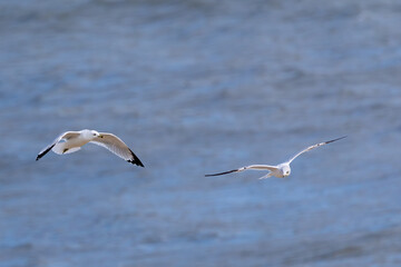 Pair of acrobatic seagulls flying in the wind