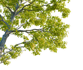 Obraz premium Cephalanthus occidentalis tree, corner view, cutout, transparent background, isolate, good for architecture visualization, Green Tree Branch with Leaves, Nature's Beauty, Spring Foliage