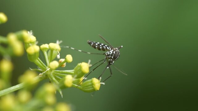 Close-up footage of the mosquito that causes infectious diseases.