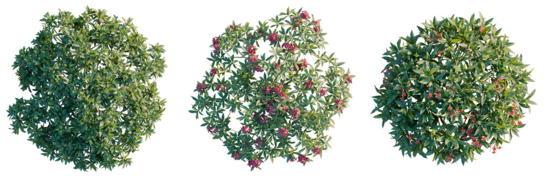 Plumeria rubra tree plan, top view, cutout, isolate, good for architecture visualization, Three green bushes with flowers on transparent background