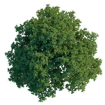 Quercus ilex tree plan, top view, cutout, isolate, good for architecture visualization, Vibrant green tree with lush foliage on transparent background