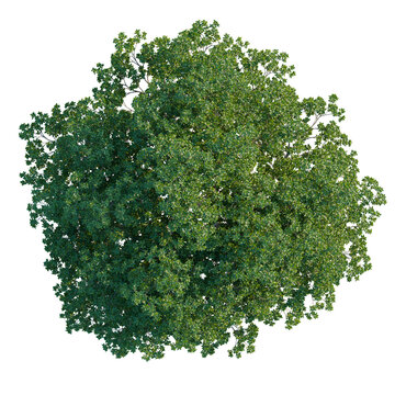 Quercus ilex tree plan, top view, cutout, isolate, good for architecture visualization, Green tree with lush foliage on transparent background