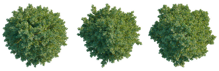 Plakat Tilia europaea tree plan, top view, cutout, isolate, good for architecture visualization, Three green trees with lush foliage on transparent background