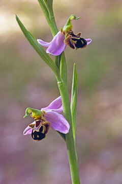 bee orchid plant in blooming, Ophrys apifera, Orchis apifera, Orchidaceae
