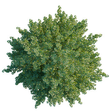 Tilia europaea tree plan, top view, cutout, isolate, good for architecture visualization, Lush green tree with dense foliage on transparent background