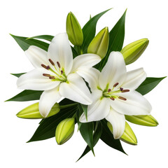 Fototapeta premium Three white lilies isolated on transparent background