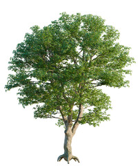 Fototapeta premium Mature tree with lush green leaves on transparent background