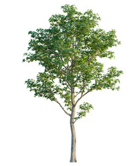 Acer platanoides tree, front view, cutout, isolate, Elevation good for architecture visualization, Isolated tree with green leaves on transparent background for design use