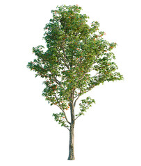 Acer platanoides tree, front view, cutout, isolate, Elevation good for architecture visualization, Isolated tree with green leaves and orange flowers on transparent background