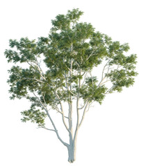 Corymbia citriodora tree, front view, cutout, isolate, Elevation good for architecture visualization, Isolated eucalyptus tree with white trunk and green leaves © DH Tree Stock
