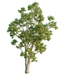 Eucalyptus globulus tree, front view, cutout, isolate, Elevation good for architecture visualization, Serene tree with lush green leaves on transparent background © DH Tree Stock