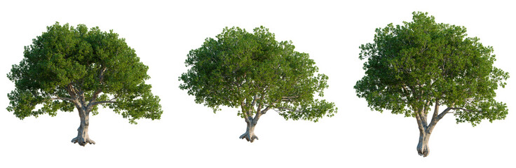 Obraz premium Quercus ilex tree, front view, cutout, isolate, Elevation good for architecture visualization, Serene trees for nature scenes or eco projects