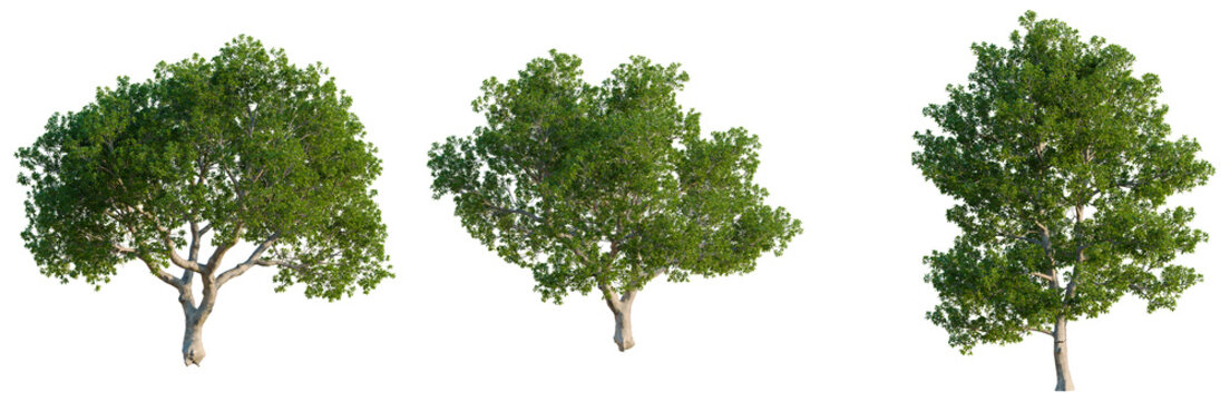 Quercus ilex tree, front view, cutout, isolate, Elevation good for architecture visualization, Three green trees with lush foliage isolated on transparent background