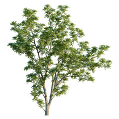 Fototapeta premium Sorbus pohuashanensis tree, front view, cutout, isolate, Elevation good for architecture visualization, Serene tall green tree with lush foliage on transparent background