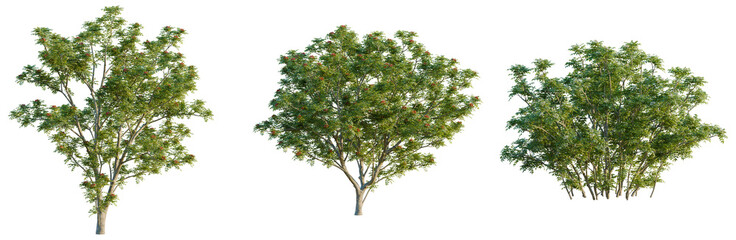 Sorbus pohuashanensis tree, front view, cutout, isolate, Elevation good for architecture visualization, Three green trees with lush foliage on transparent background