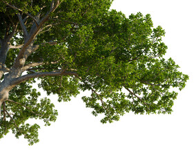 Obraz premium Quercus ilex tree, corner view, cutout, transparent background, isolate, good for architecture visualization, Majestic tree with lush green leaves on transparent background